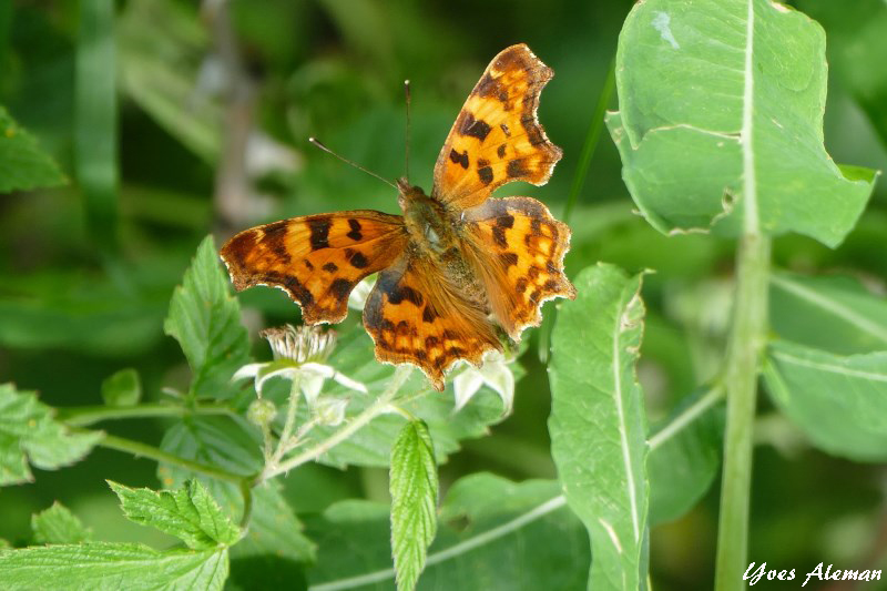 Robert le diable.jpg